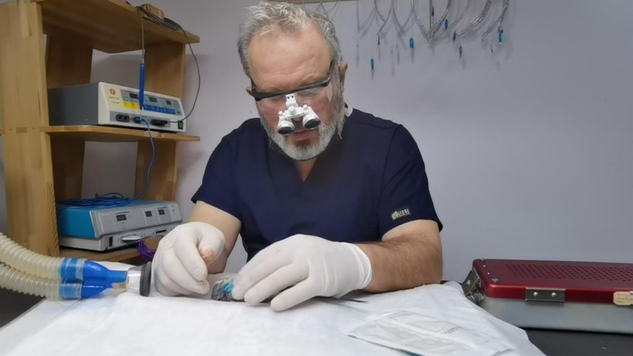 Muhabbet kuşunun yumurtası sezaryenle alındı